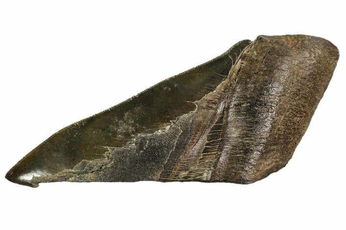 Partial Fossil Megalodon Tooth - Serrated Blade #106946
